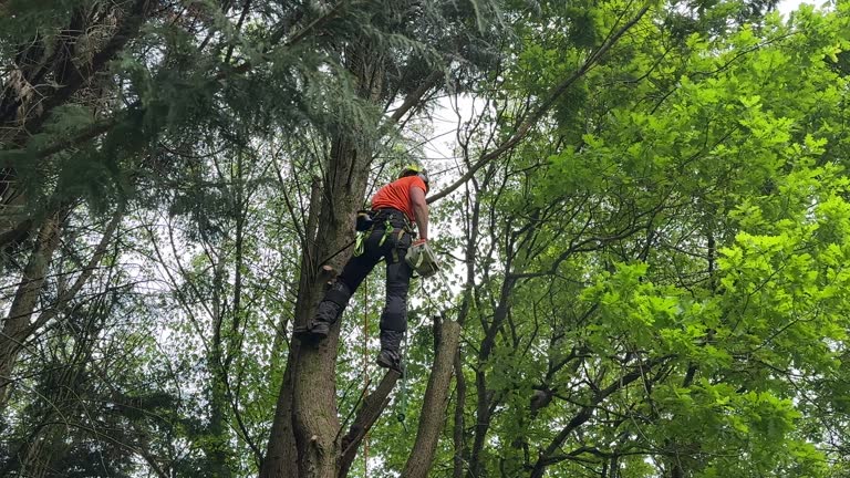 Best Tree Maintenance Programs  in Lake Tapps, WA